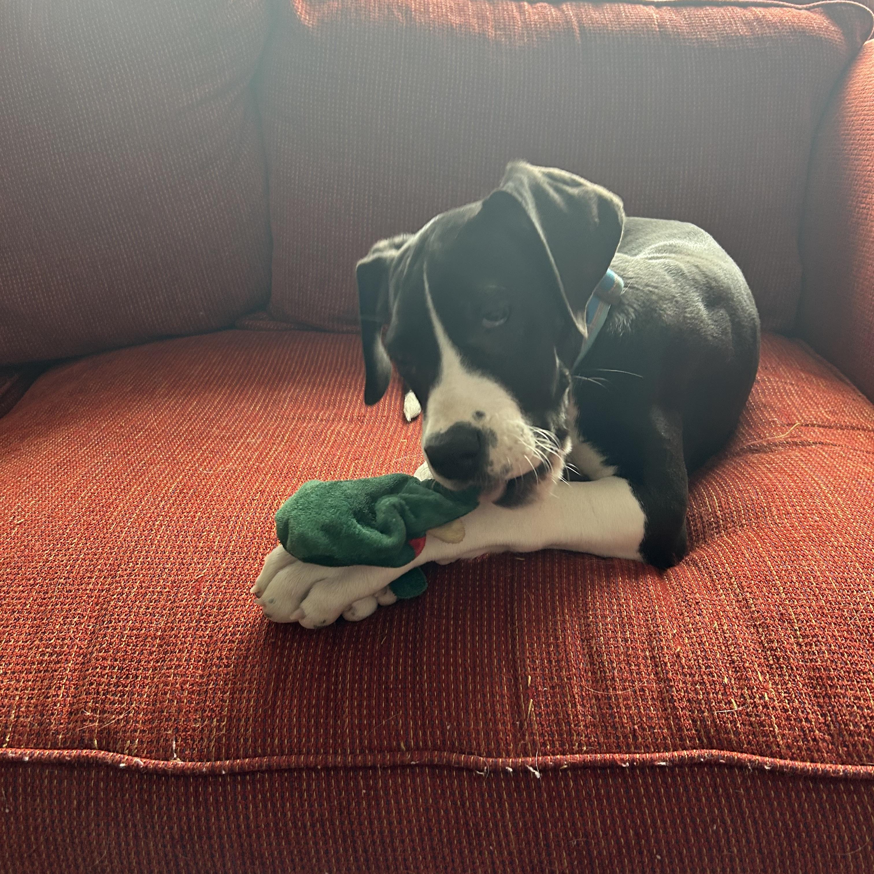 Enlarge Maude, an adopted Great Dane in Prior Lake, MN image 5/6