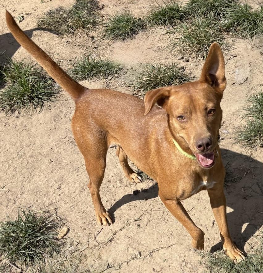 Rosebud, a Adoptable mixed breed in Calera, AL image 5/6