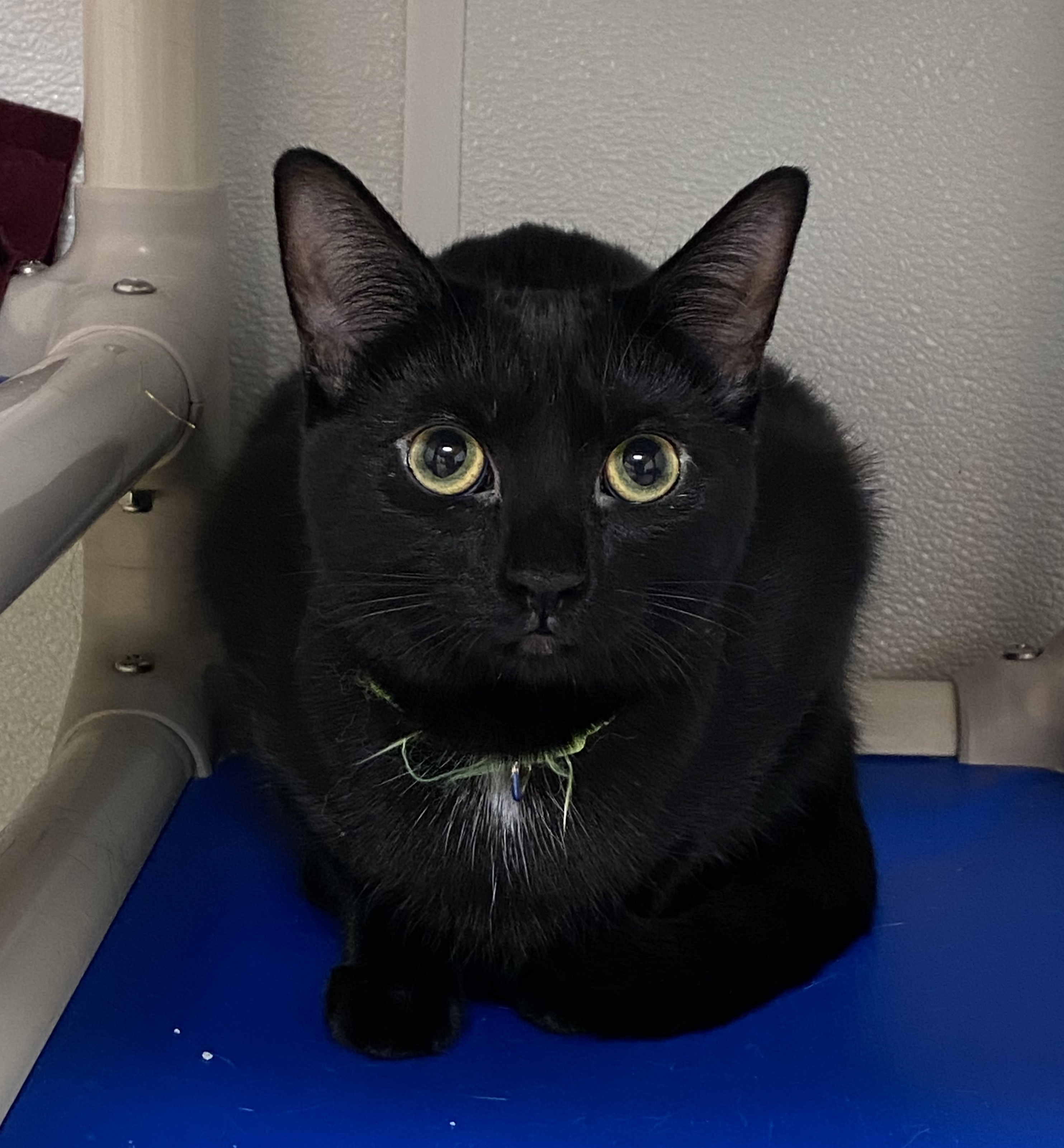 Ardee, a Adoptable Domestic Short Hair in Rochester, NY image 1/6