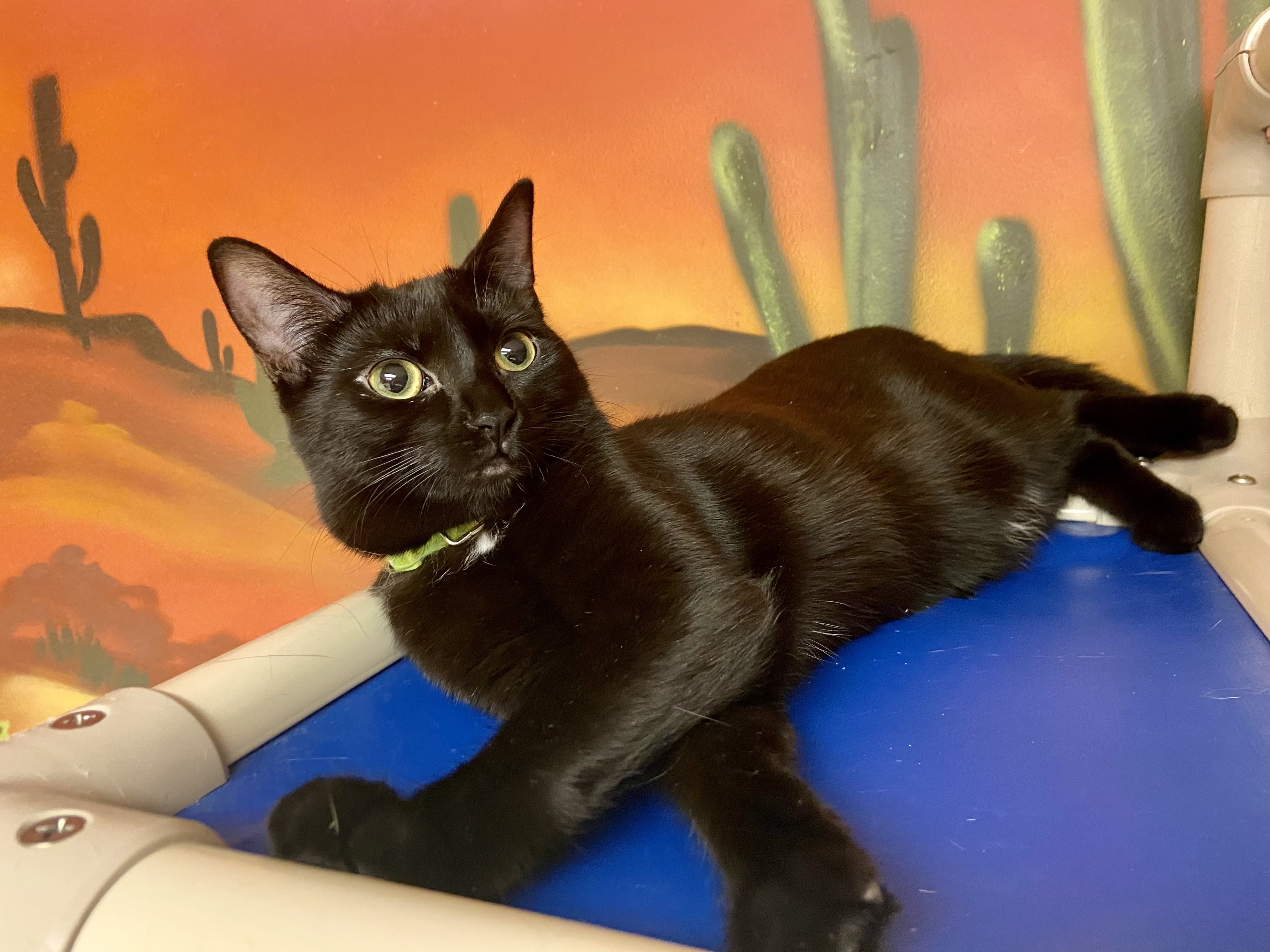 Ardee, a Adoptable Domestic Short Hair in Rochester, NY image 2/6