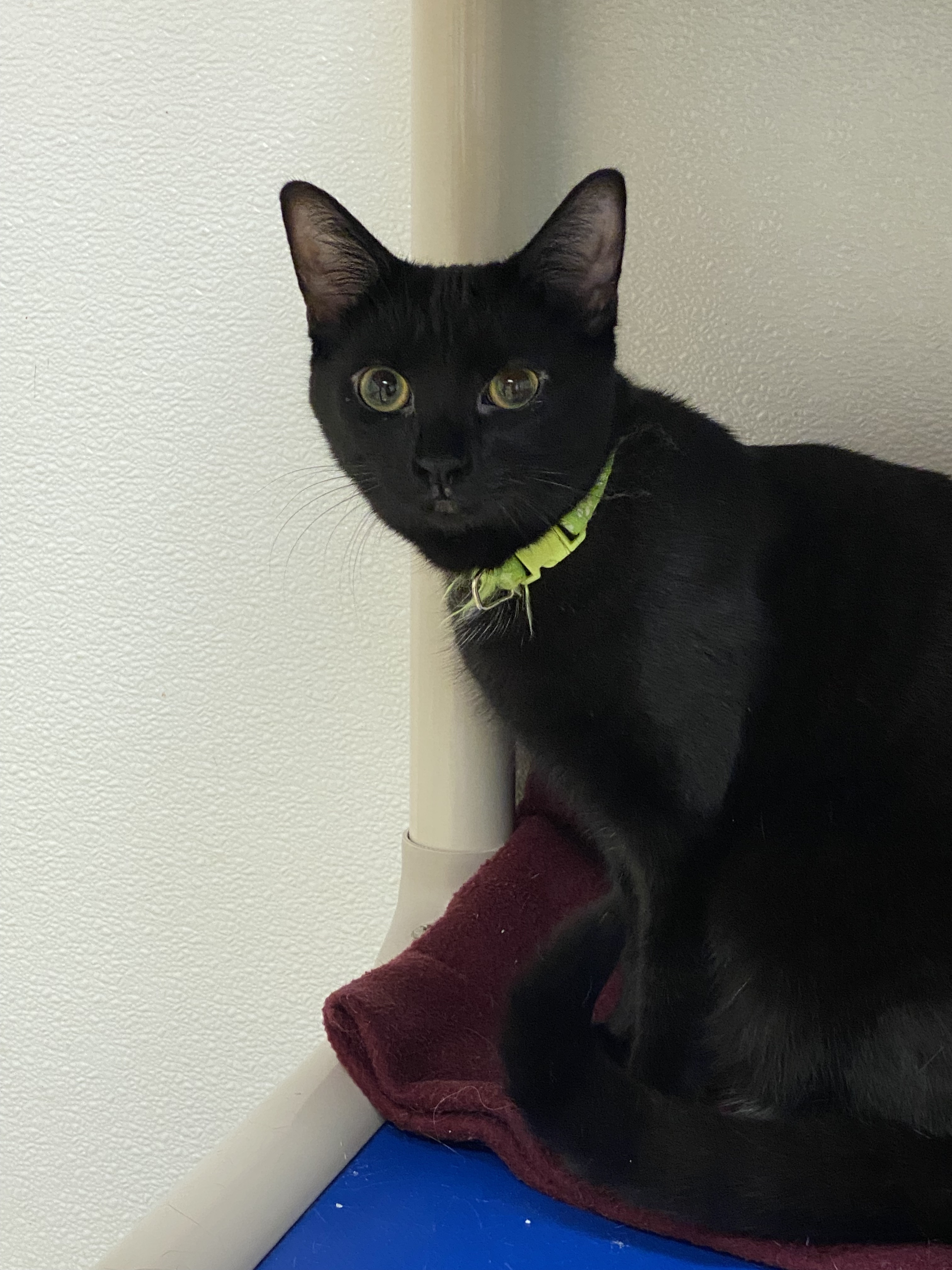 Ardee, a Adoptable Domestic Short Hair in Rochester, NY image 3/6