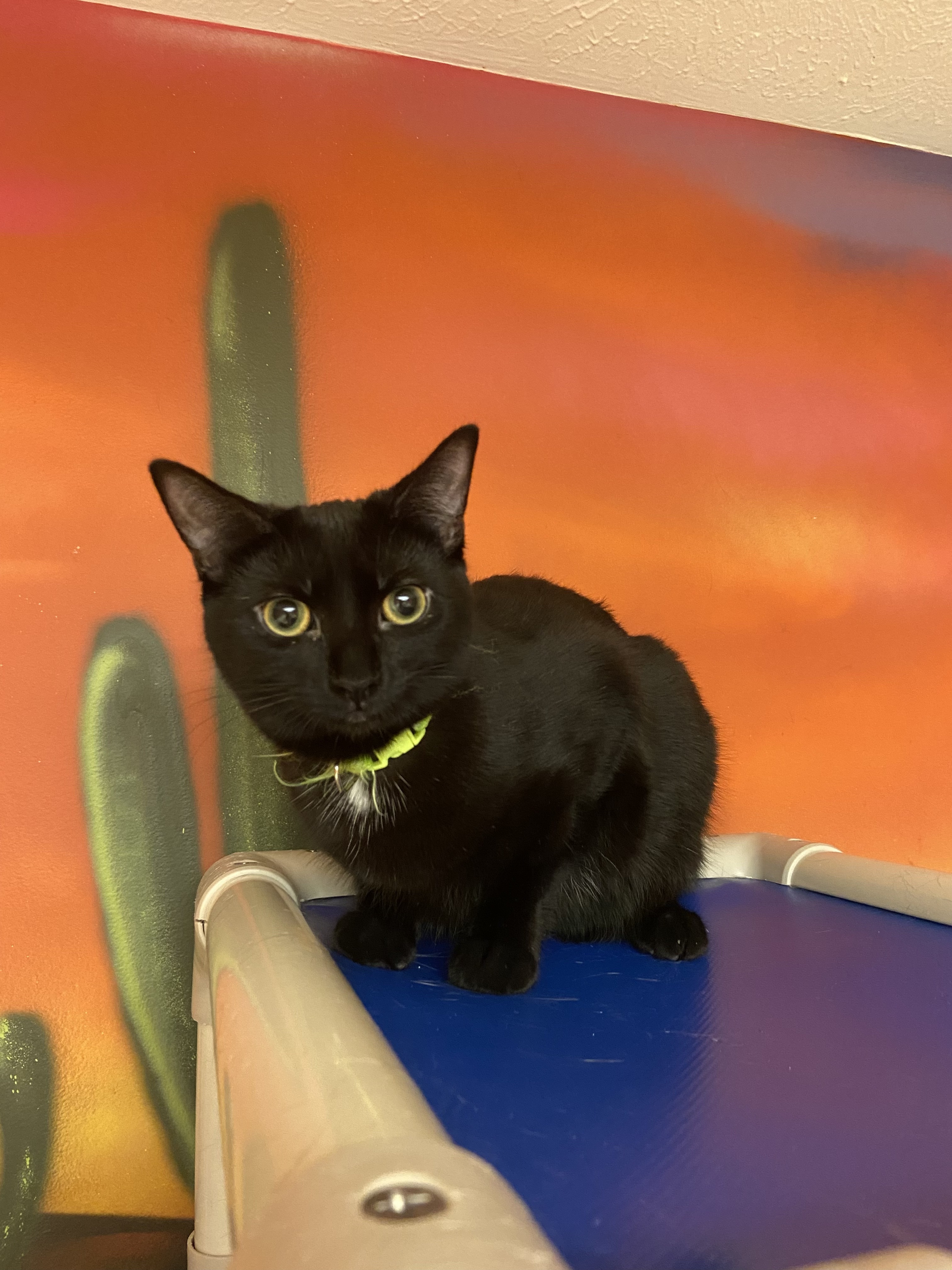 Ardee, a Adoptable Domestic Short Hair in Rochester, NY image 4/6