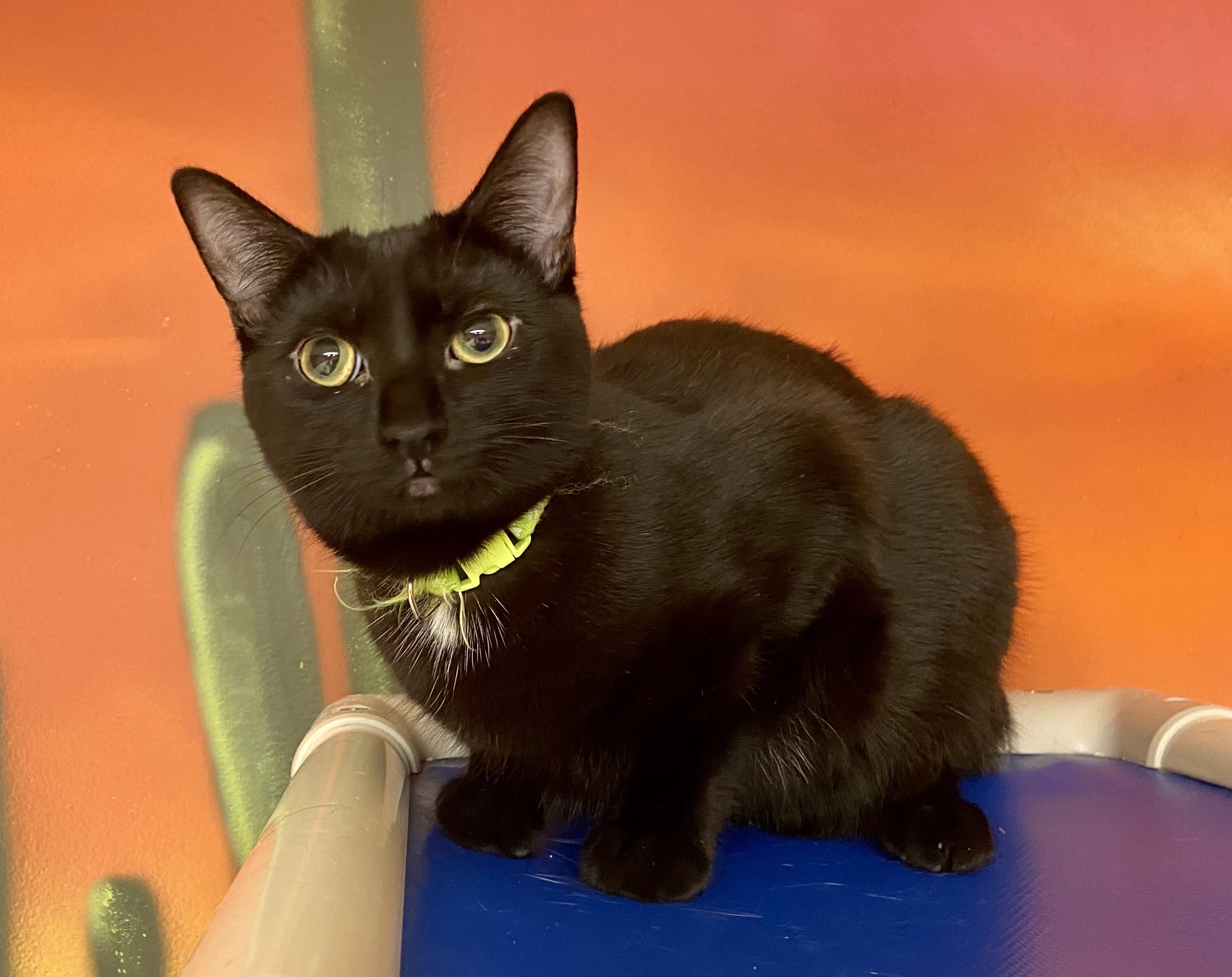 Ardee, a Adoptable Domestic Short Hair in Rochester, NY image 5/6