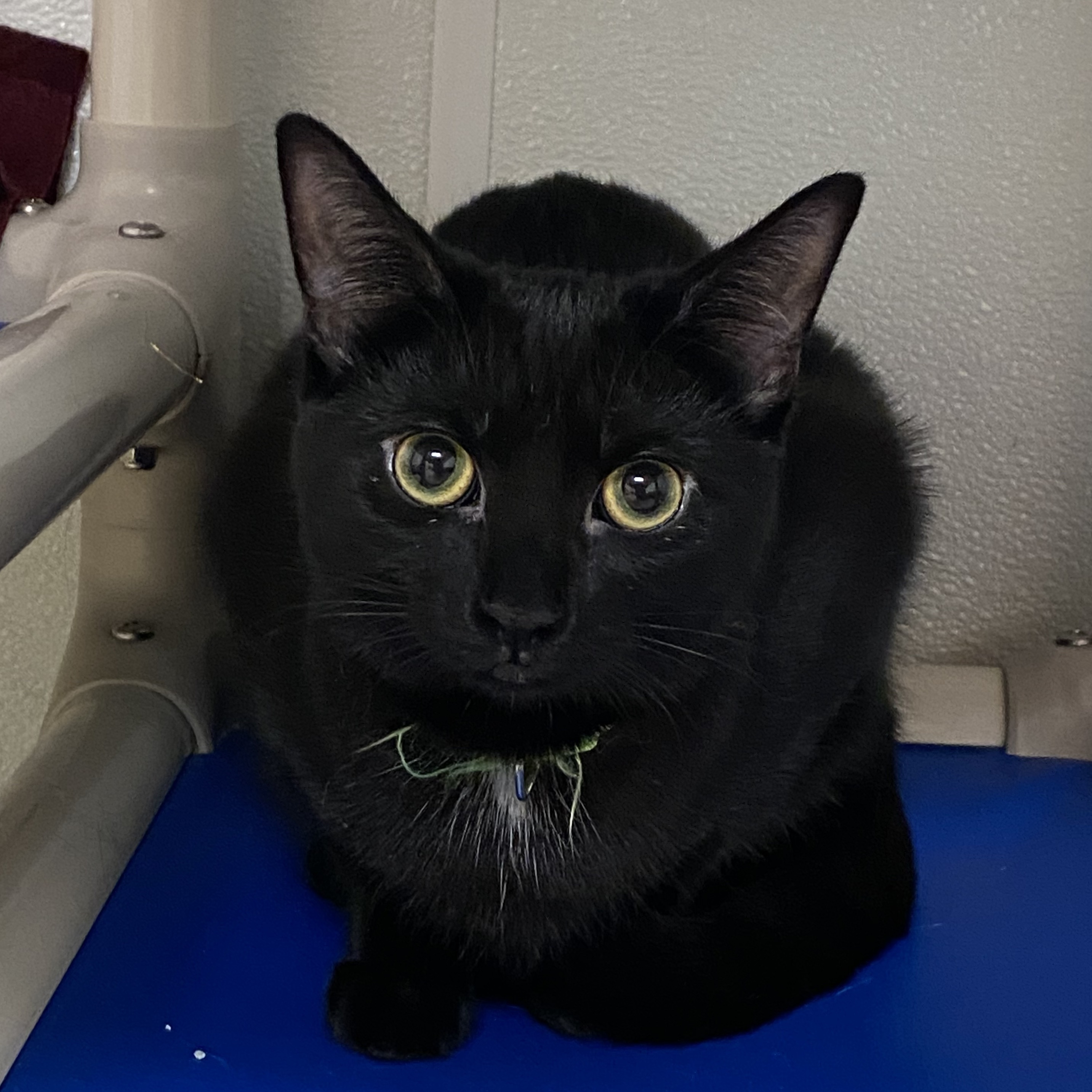 Ardee, a Adoptable Domestic Short Hair in Rochester, NY image 6/6