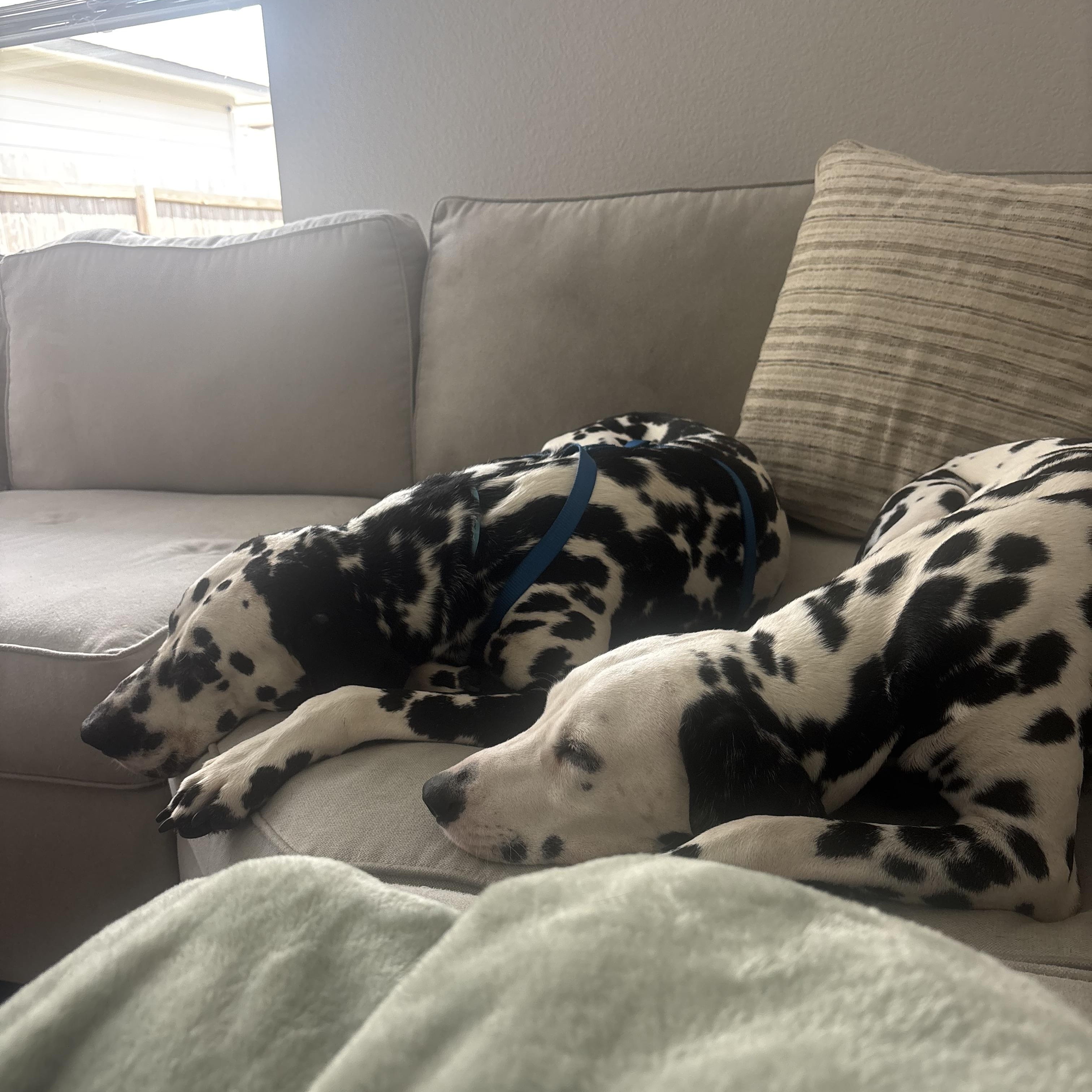 Enlarge Daisy-ADOPTION PENDING, an adopted Dalmatian in College Station, TX image 4/4