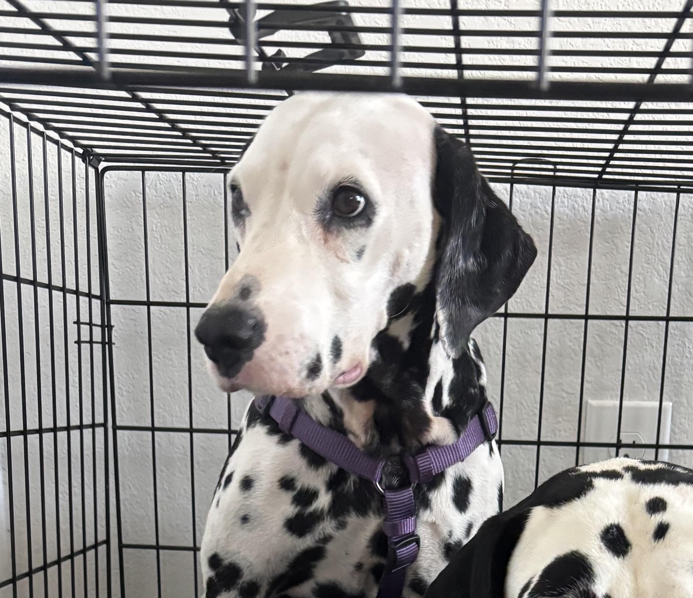 Enlarge Daisy-ADOPTION PENDING, an adopted Dalmatian in College Station, TX image 3/4