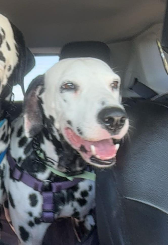 Enlarge Daisy-ADOPTION PENDING, an adopted Dalmatian in College Station, TX image 2/4