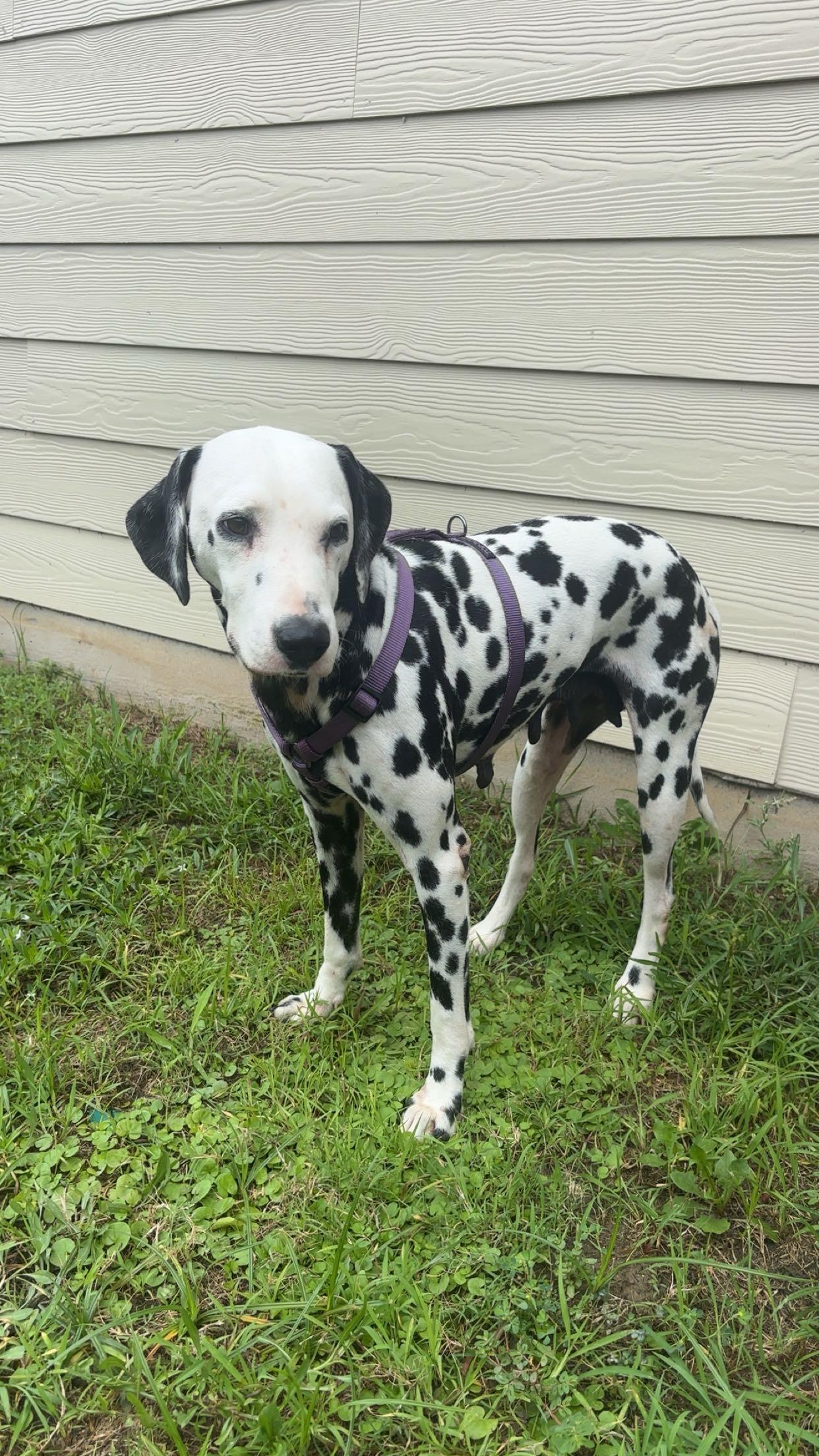Enlarge Daisy-ADOPTION PENDING, an adopted Dalmatian in College Station, TX image 1/4