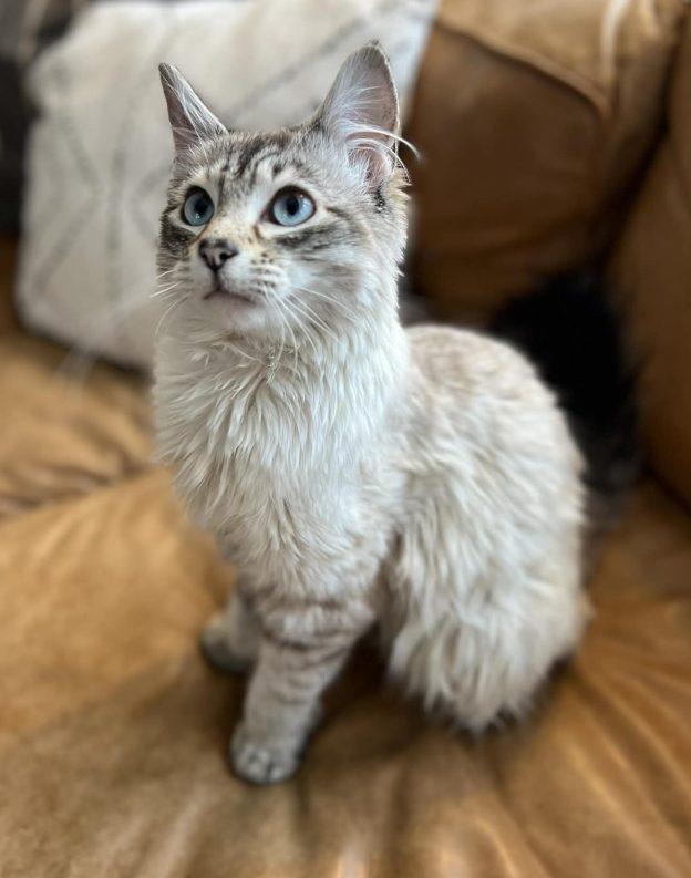 Enlarge Cashew, an adopted Domestic Long Hair in Anchorage, AK image 1/1