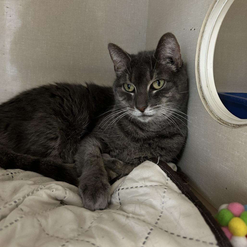 Nina, Adoptable, Senior Female Domestic Short Hair.