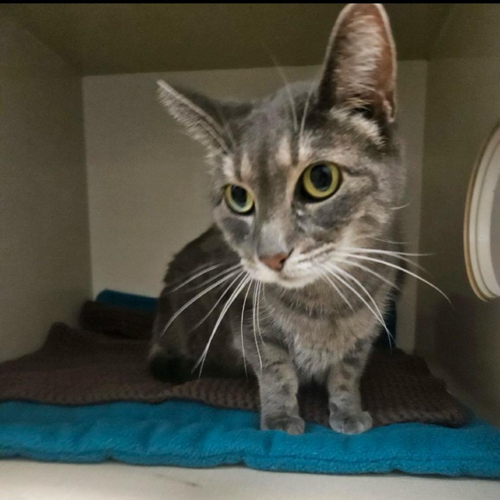 Enlarge Nina, a Adoptable Domestic Short Hair in Conway, NH image 2/3