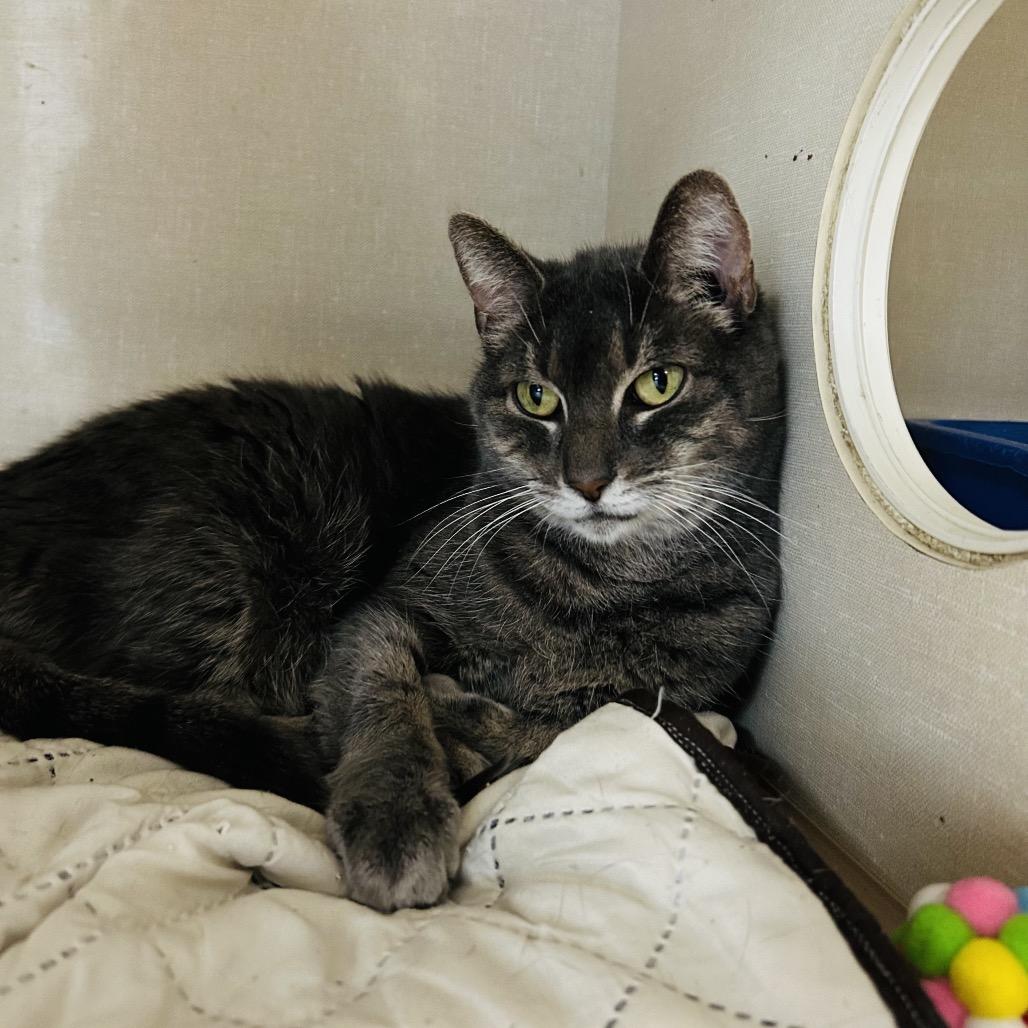 Enlarge Nina, a Adoptable Domestic Short Hair in Conway, NH image 3/3