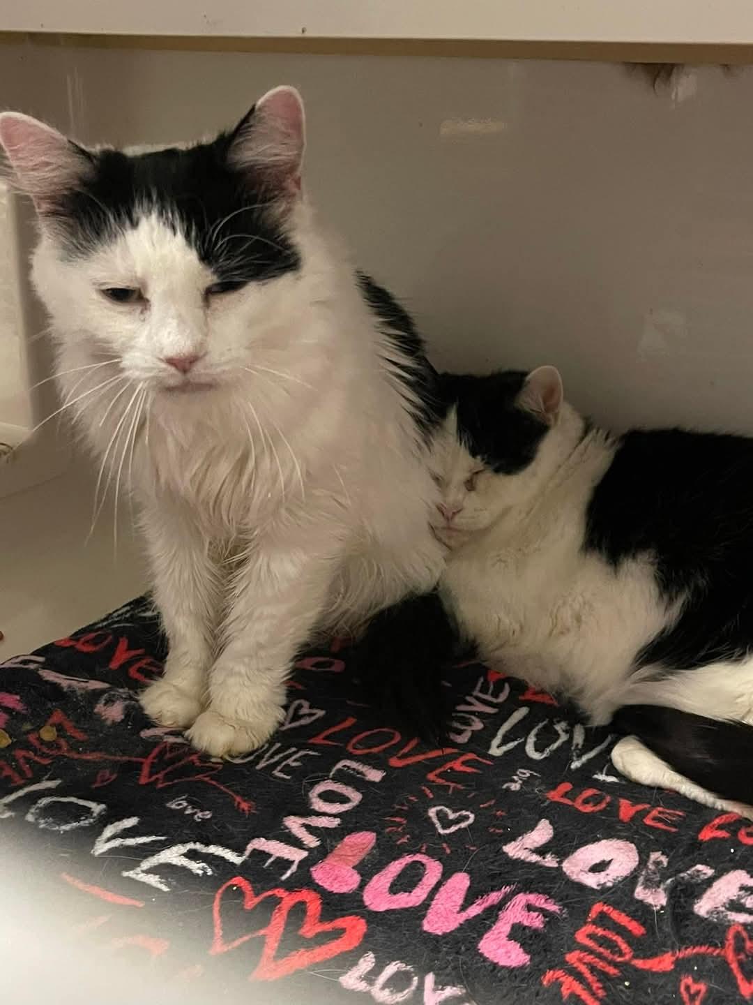 Beppi & Charlene, a Adoptable Domestic Medium Hair in Chillicothe, OH image 1/3
