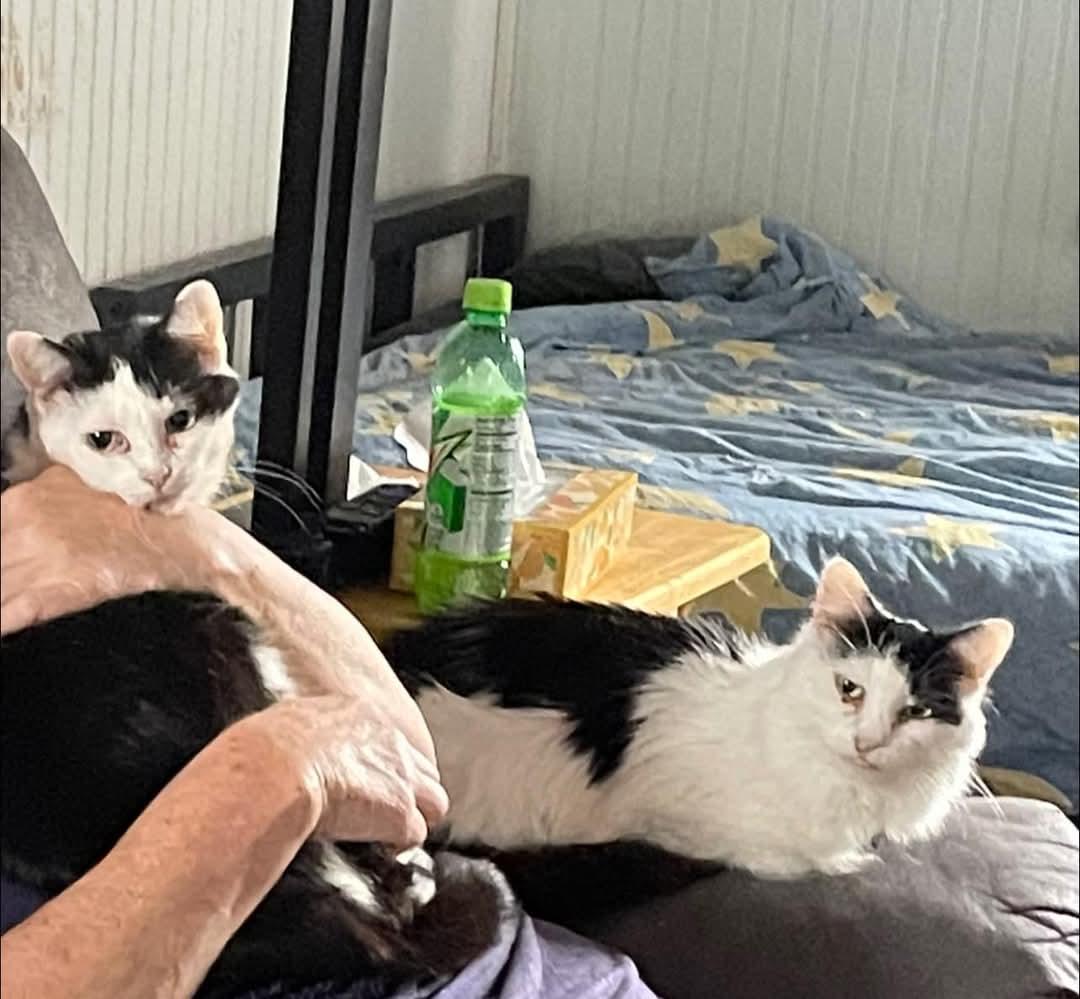 Beppi & Charlene, a Adoptable Domestic Medium Hair in Chillicothe, OH image 3/3