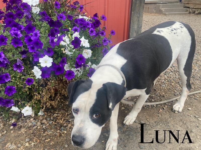 Luna, an adoptable Pit Bull Terrier in Craig, CO, 81625 | Photo Image 1