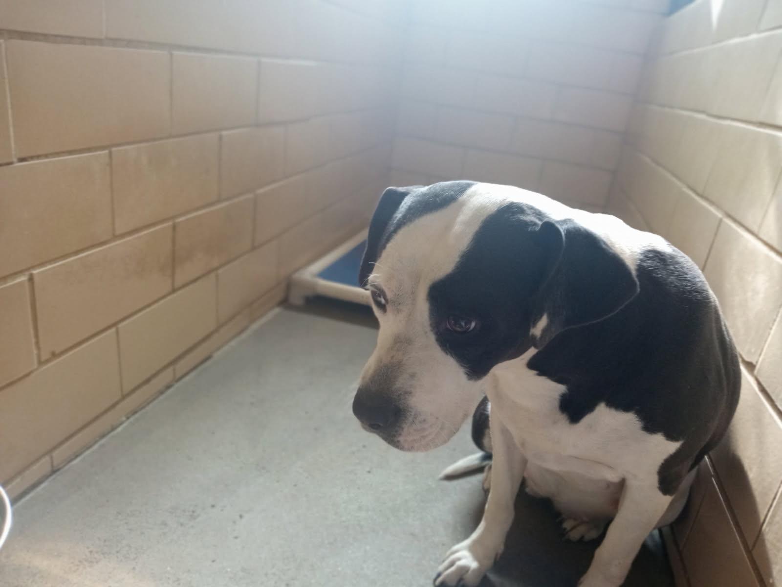 Luna, an adoptable Pit Bull Terrier in Craig, CO, 81625 | Photo Image 2