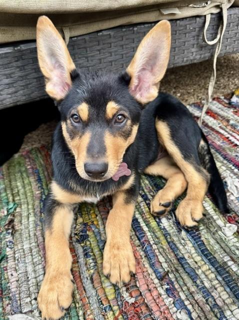 HERA, ADOPTABLE, Puppy Female Australian Kelpie.