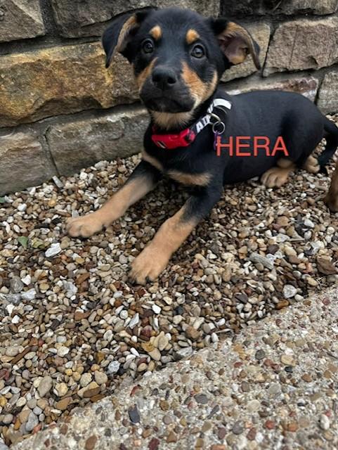 HERA, a ADOPTABLE mixed breed in fort worth, TX image 5/6