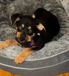 HERA, a ADOPTABLE mixed breed in fort worth, TX image 4/6