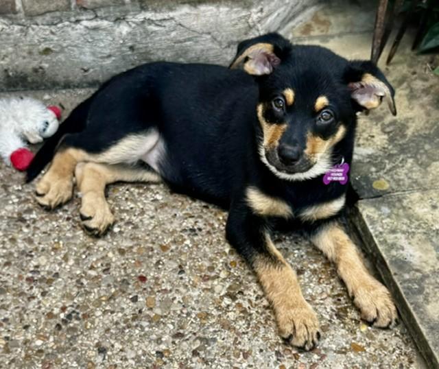 HERA, a ADOPTABLE mixed breed in fort worth, TX image 3/6