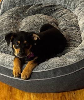 HERA, ADOPTABLE, Puppy Female Australian Kelpie.