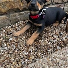 HERA, a ADOPTABLE mixed breed in fort worth, TX image 6/6