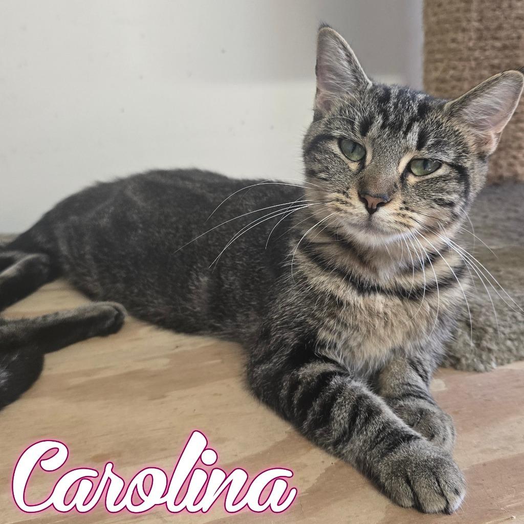 Carolina, Adoptable, Young Female Domestic Short Hair.