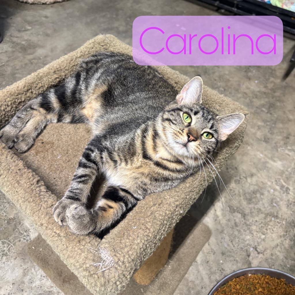Enlarge Carolina, a Adoptable Domestic Short Hair in Hillsboro, OH image 2/5