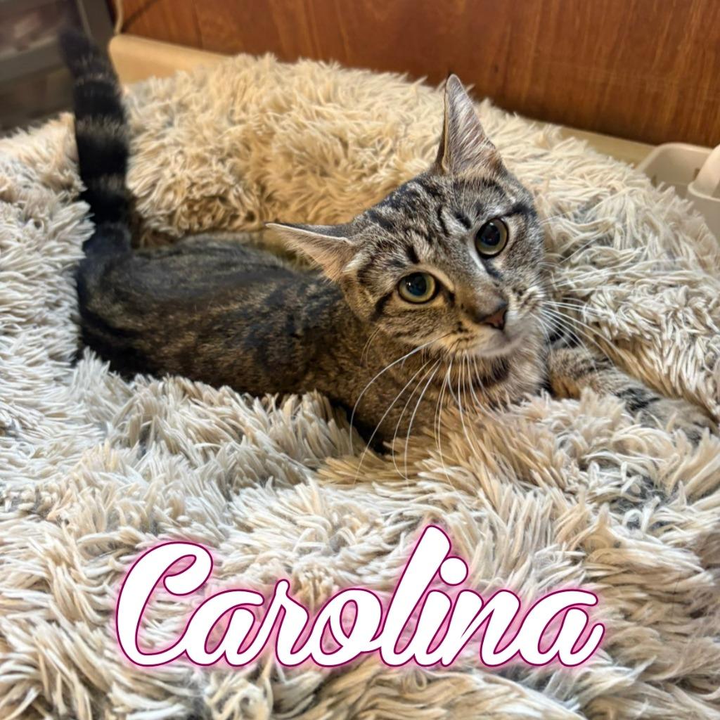 Carolina, Adoptable, Young Female Domestic Short Hair.