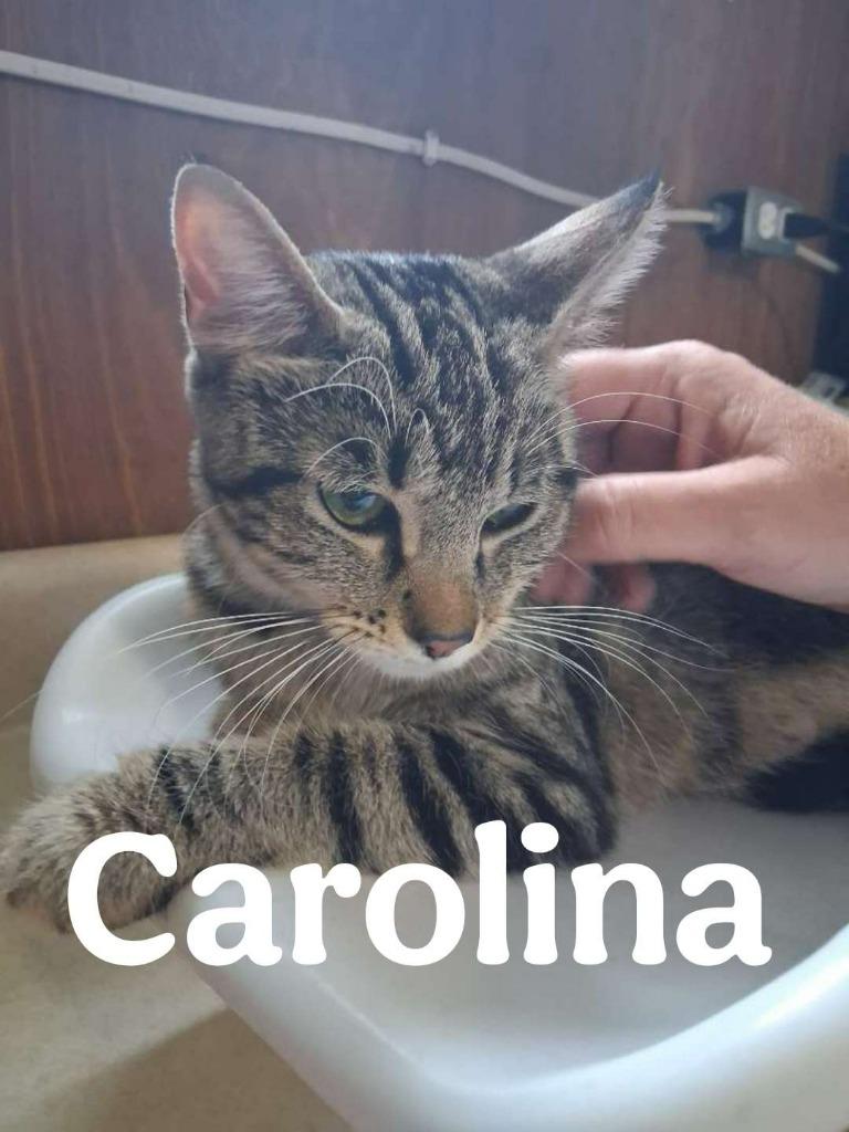 Enlarge Carolina, a Adoptable Domestic Short Hair in Hillsboro, OH image 2/3