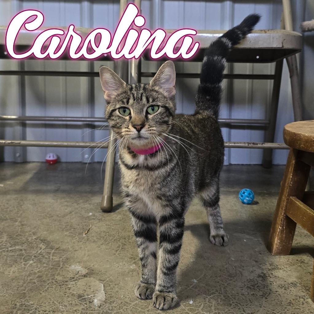 Enlarge Carolina, a Adoptable Domestic Short Hair in Hillsboro, OH image 3/3