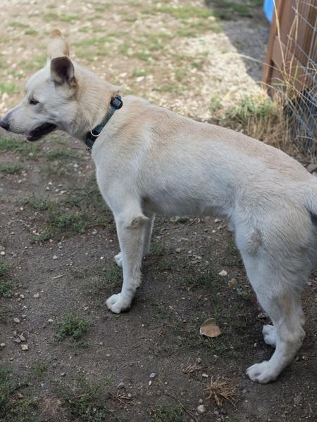 Enlarge Jake, a Adoptable mixed breed in Salmon Arm, BC image 1/1