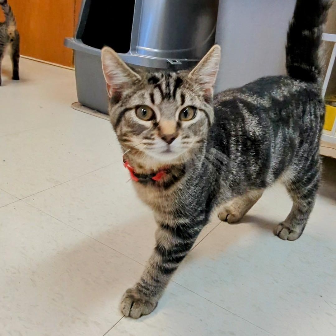 Marbles (Cinder's Brother)
