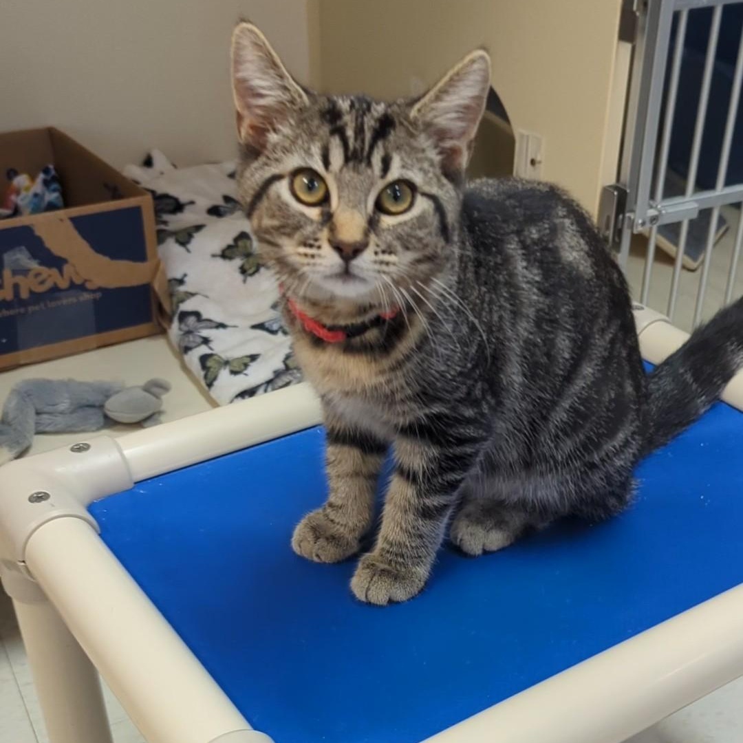 Marbles (Cinder's Brother)
