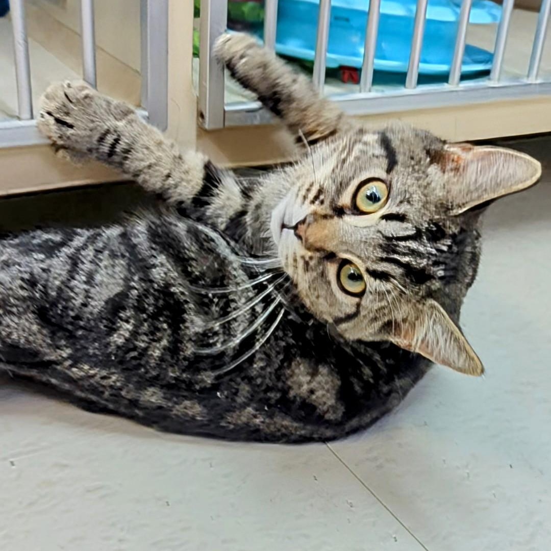 Marbles (Cinder's Brother)