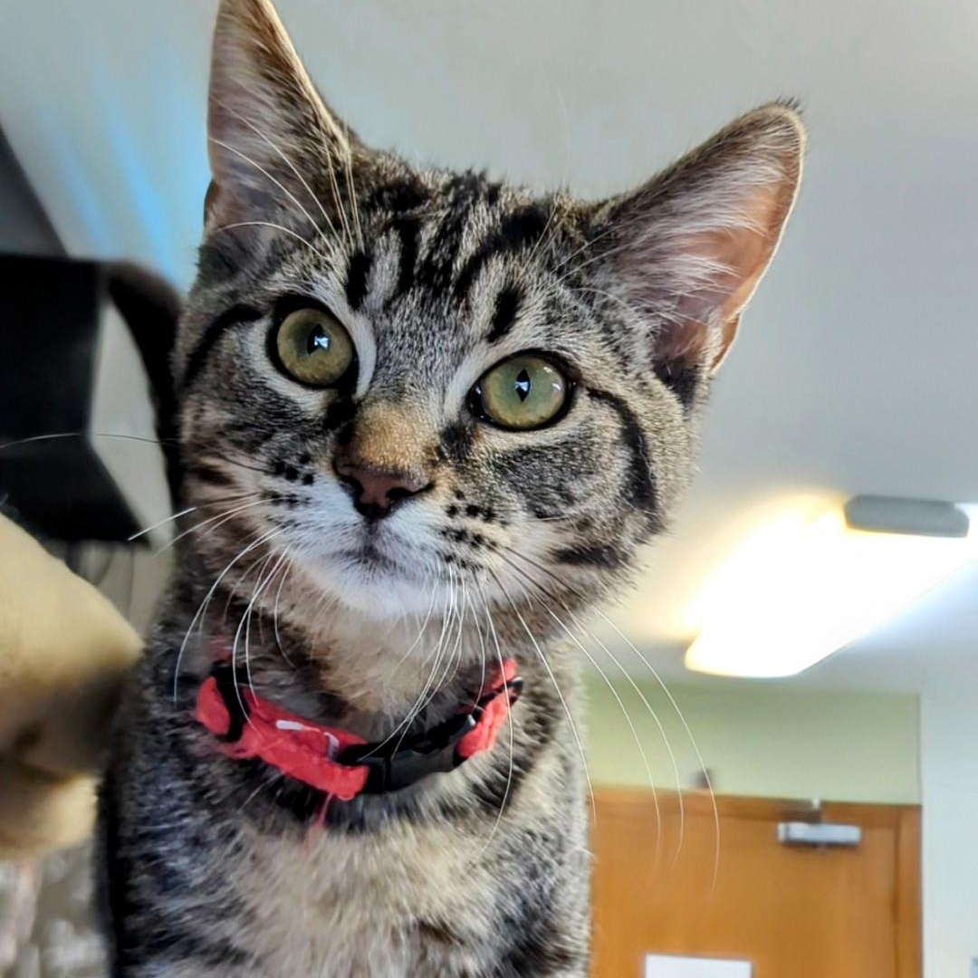 Marbles (Cinder's Brother)