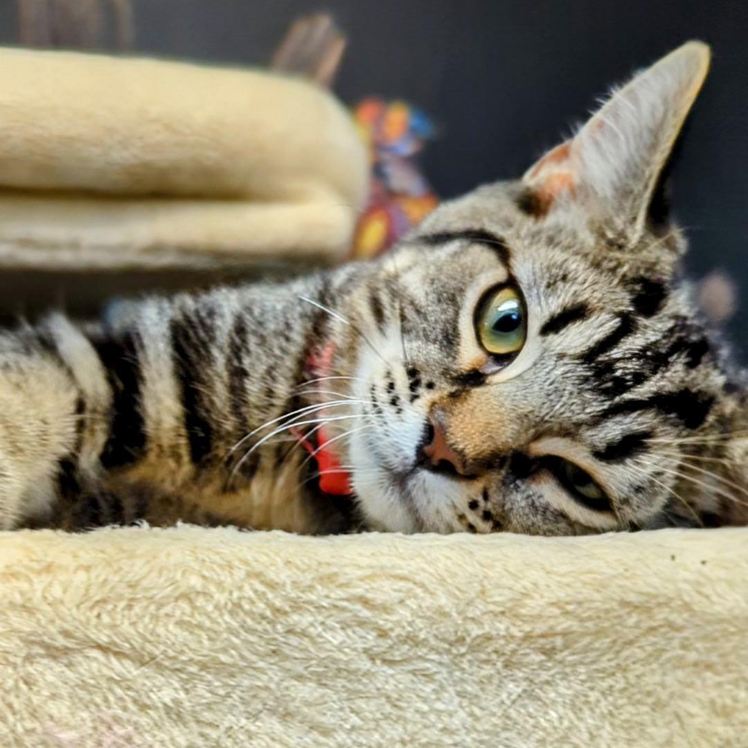 Marbles (Cinder's Brother)