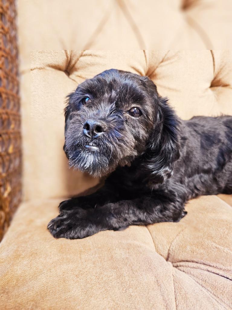 Enlarge Taylor, a Adopted mixed breed in Sprakers, NY image 1/1