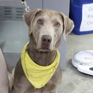 Enlarge Windust - Trained Good Boy Needs Home!, a Adoptable Weimaraner in Seattle, WA image 1/5