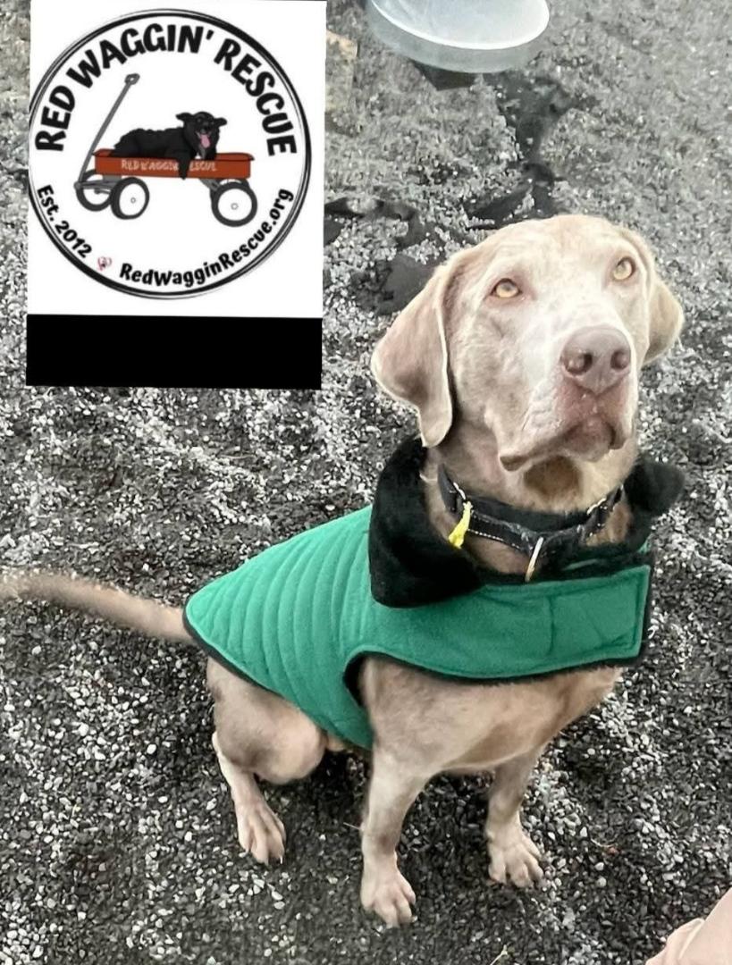 Enlarge Windust - Trained Good Boy Needs Home!, a Adoptable Weimaraner in Seattle, WA image 2/5