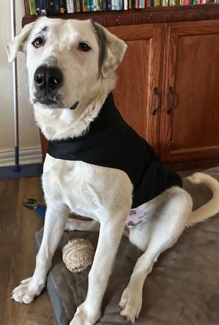 Enlarge Harpy, an adopted mixed breed in Philadelphia, PA image 4/4