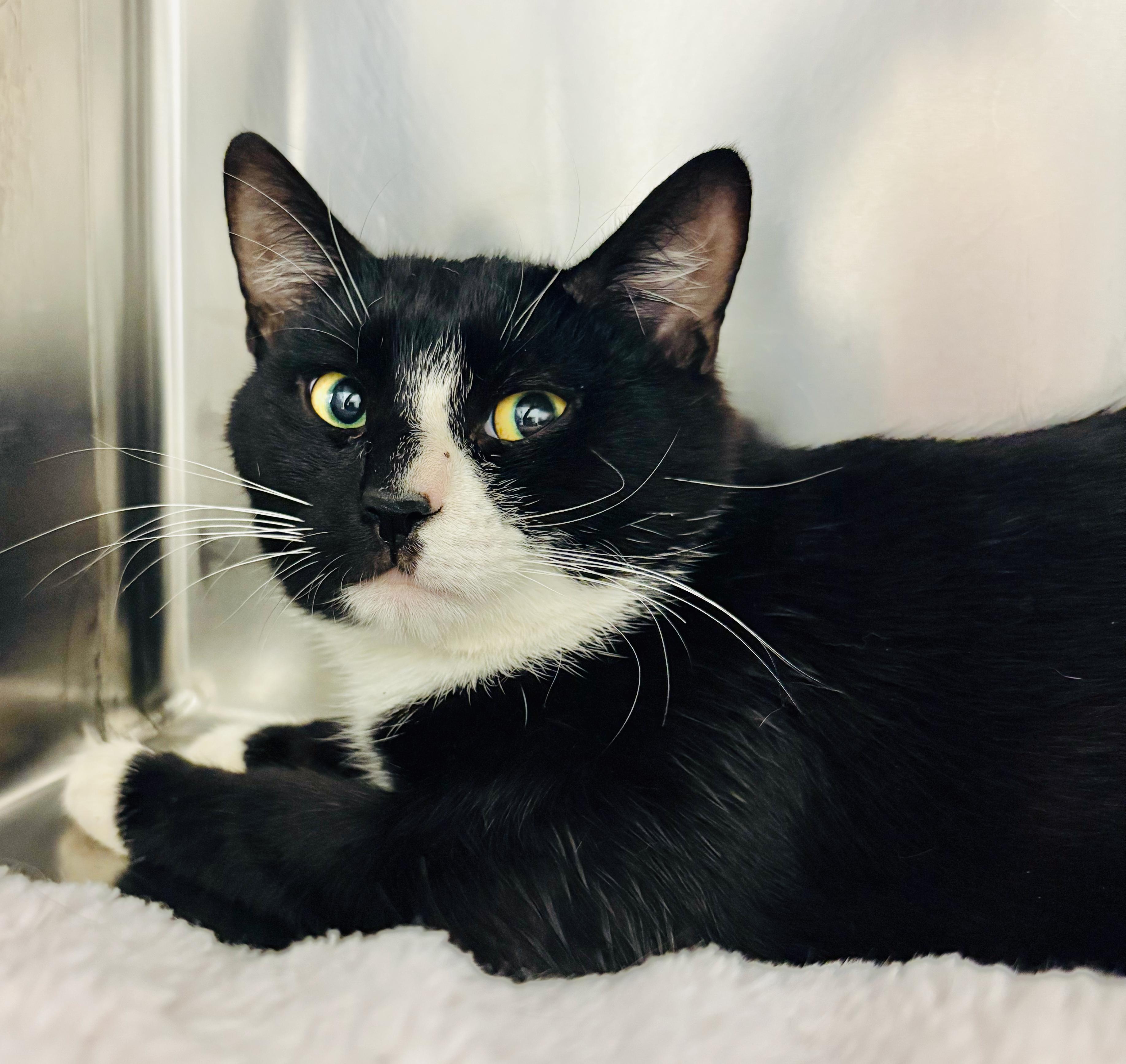 Albert - at Petvalue, St. Stephen, an adoptable Domestic Short Hair in St Stephen, NB, E3L 2X2 | Photo Image 2