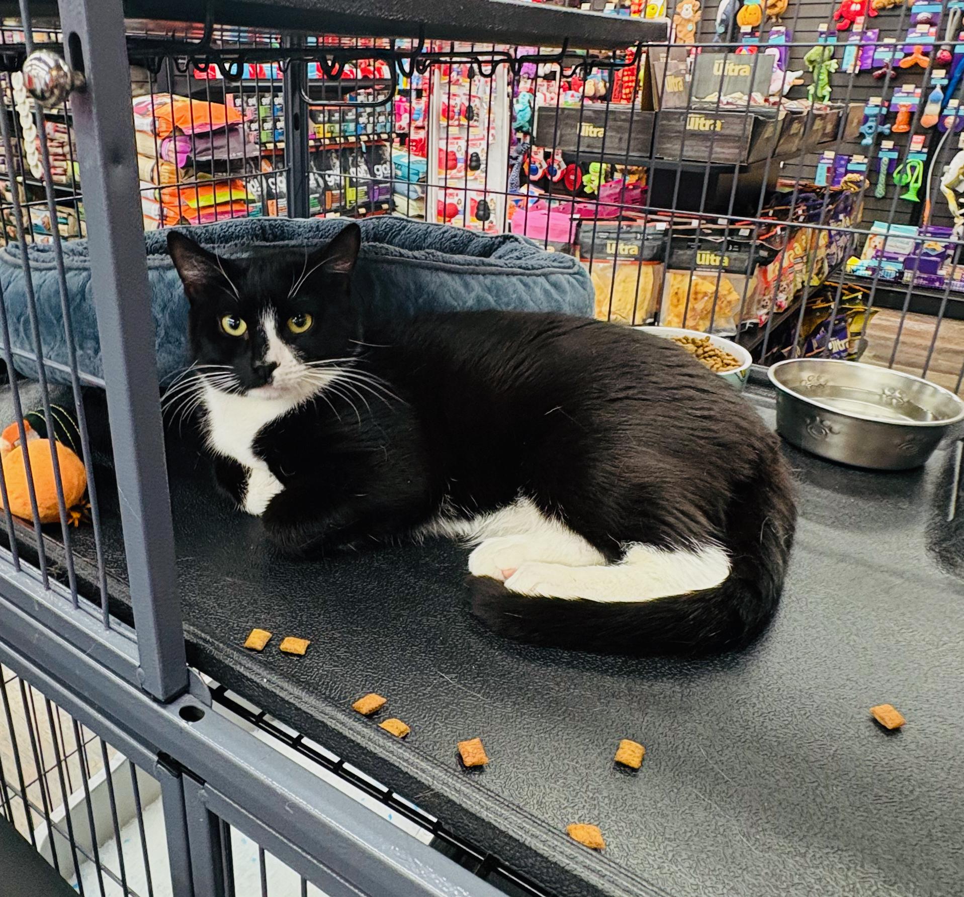 Albert - at Petvalue, St. Stephen, an adoptable Domestic Short Hair in St Stephen, NB, E3L 2X2 | Photo Image 1