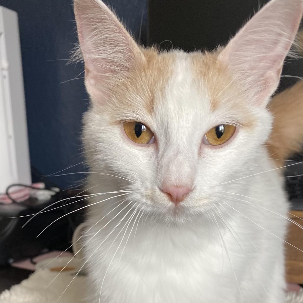 Carlita, Adoptable, Young Female Domestic Medium Hair.