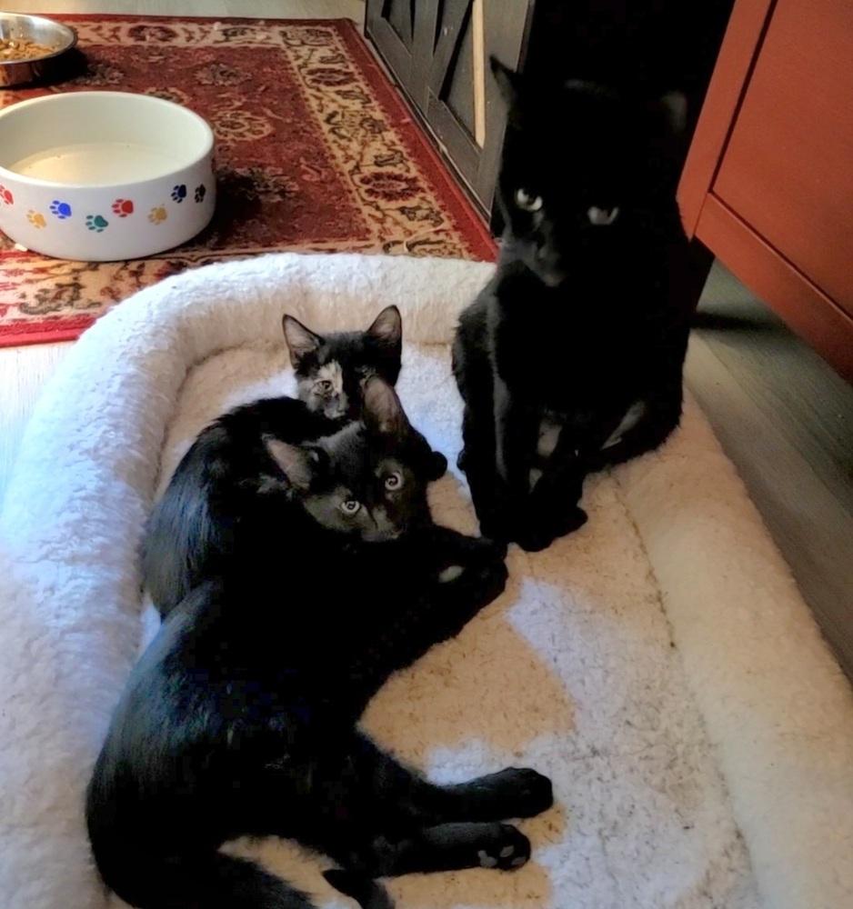 Enlarge Mollie, a Adoptable American Shorthair in Tampa, FL image 2/6