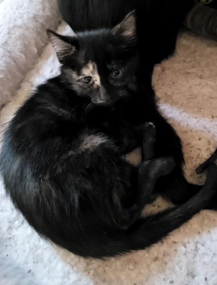 Enlarge Mollie, a Adoptable American Shorthair in Tampa, FL image 3/6