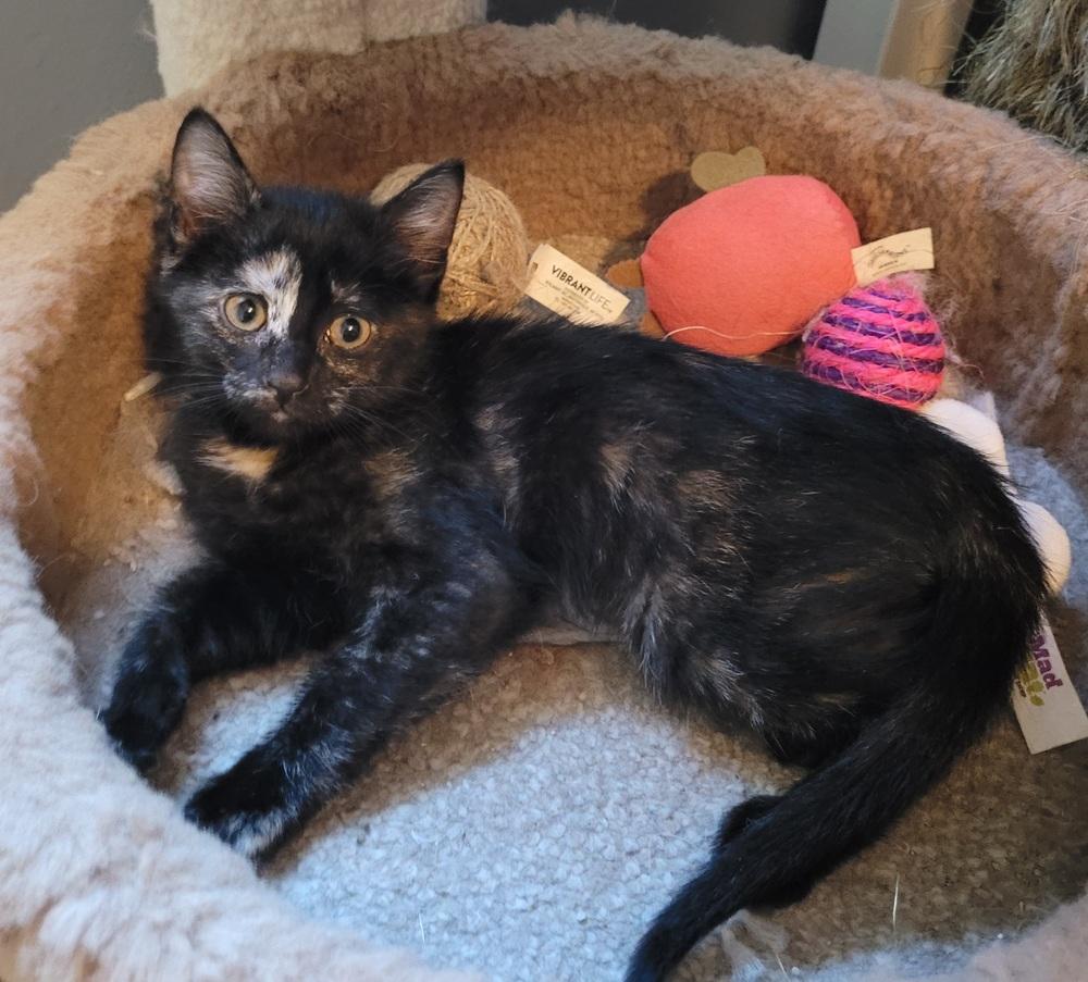 Enlarge Mollie, a Adoptable American Shorthair in Tampa, FL image 4/6
