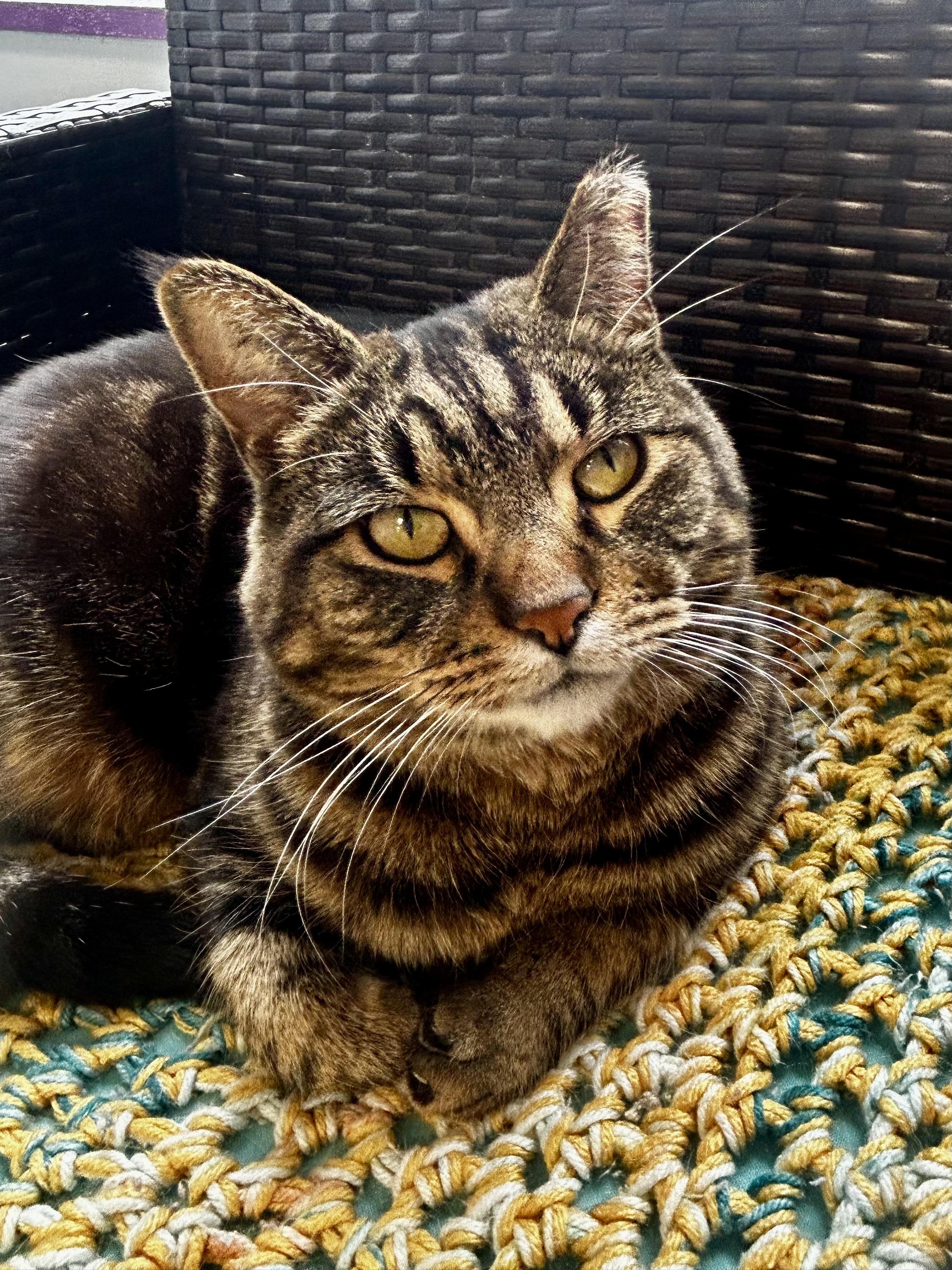 Royal Oak, Adoptable, Adult Female Tabby.
