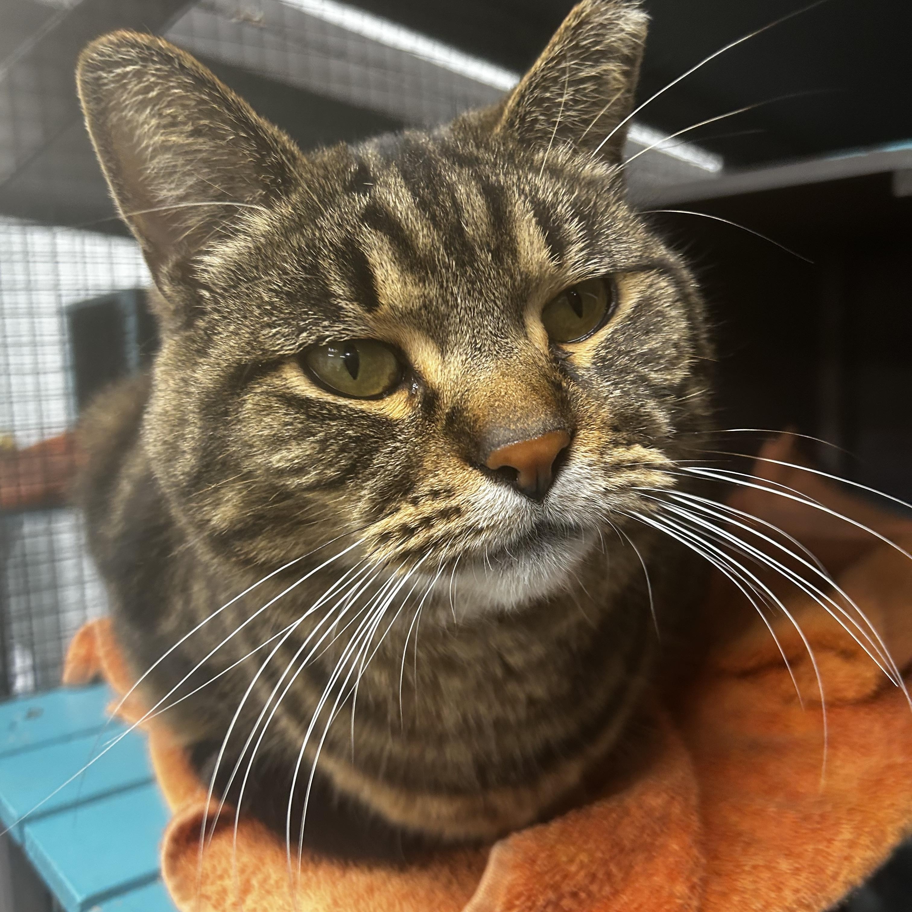 Enlarge Royal Oak, a Adoptable Tabby in Grand Rapids, MI image 1/6