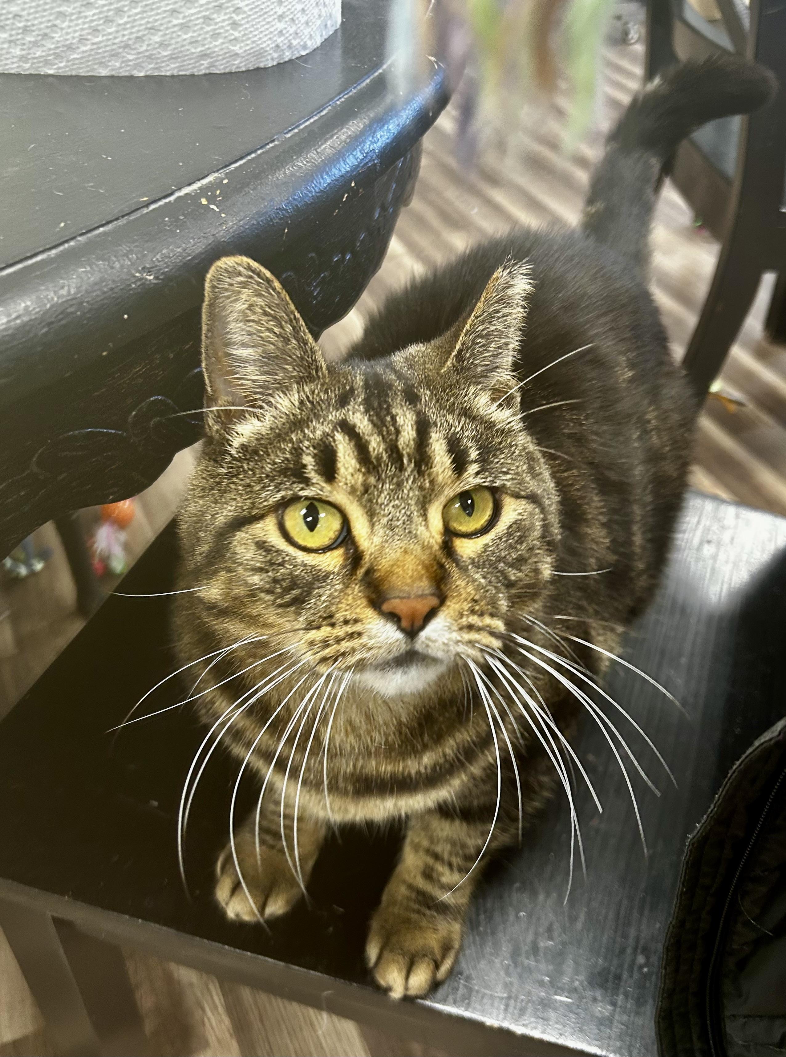 Enlarge Royal Oak, a Adoptable Tabby in Grand Rapids, MI image 6/6